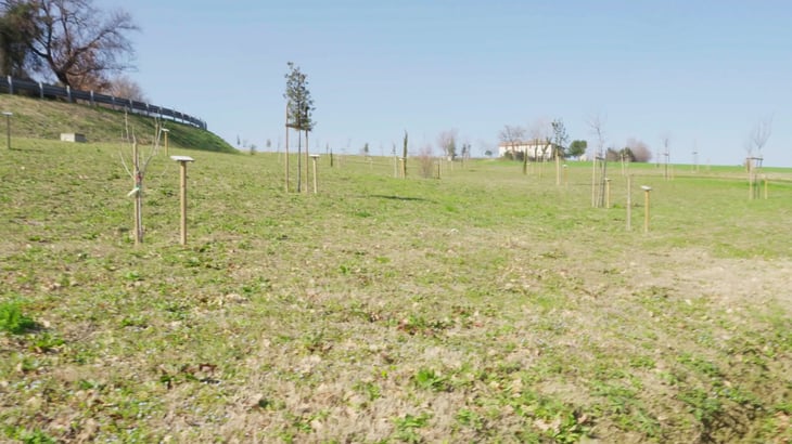 Giovani alberi piantati su un terreno erboso per i dipendenti di Box Marche, con cartelli accanto alle piantumazioni.